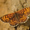 Hnedasek jitrocelovy - Melitaea athalia 2142